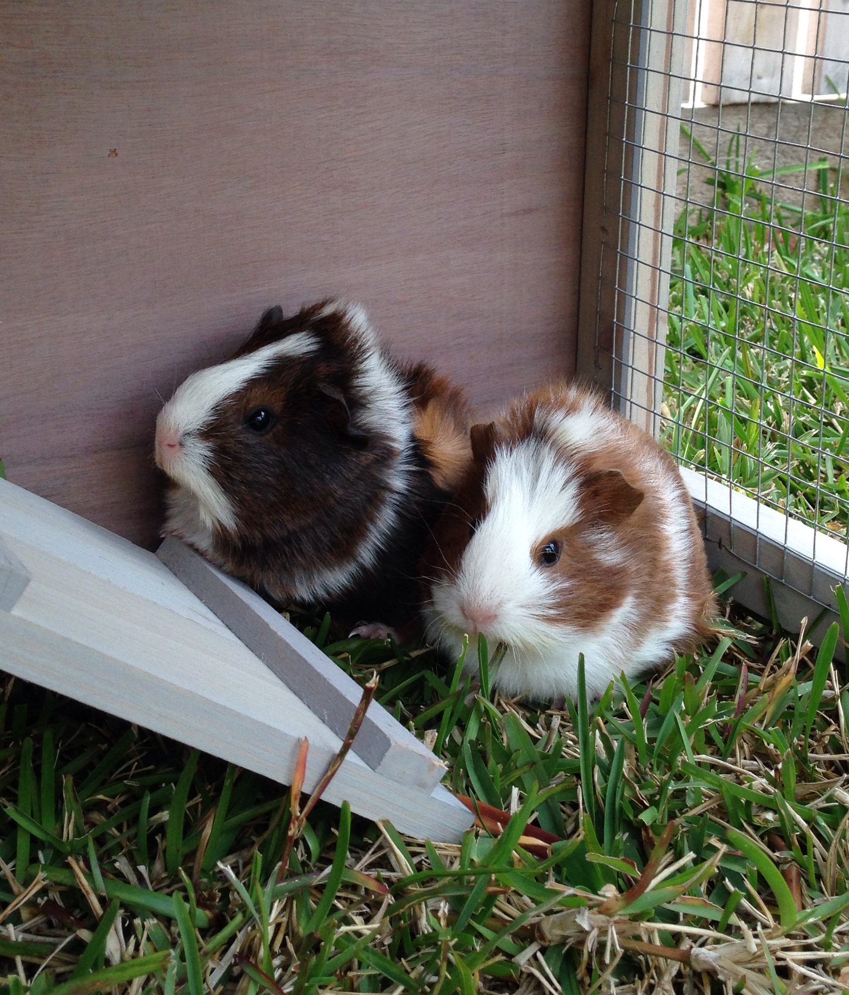 Guinea pigs!